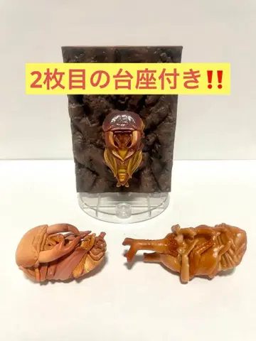 대특가 생물대도감 장수풍뎅이 사슴벌레 번데기 세트