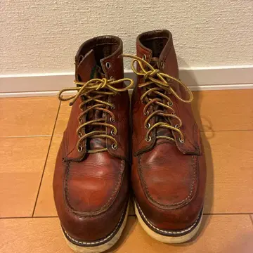 레드윙 아이리쉬 세터 반원 개 택