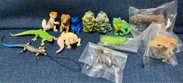 레오파 도마뱀 아고 이구아나 파충류 굿즈 12개 묶음 판매