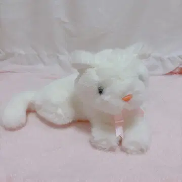 화이트 고양이 백