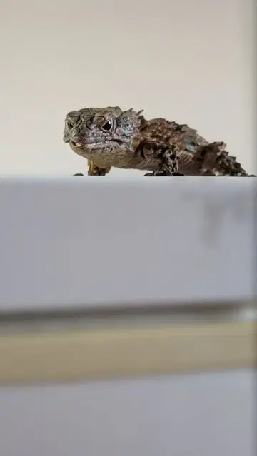 아르마딜로 도마뱀 리페인트 캡슐 토이