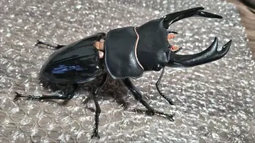 생물대도감 어드밴스 사슴벌레 02