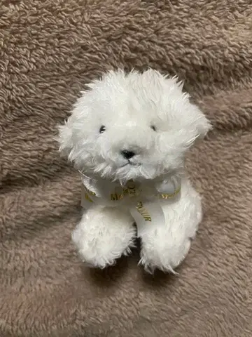 메조풀 비숑 프리제 참