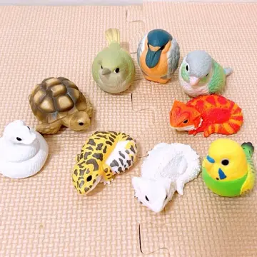 테노리 렌즈 9체 세트