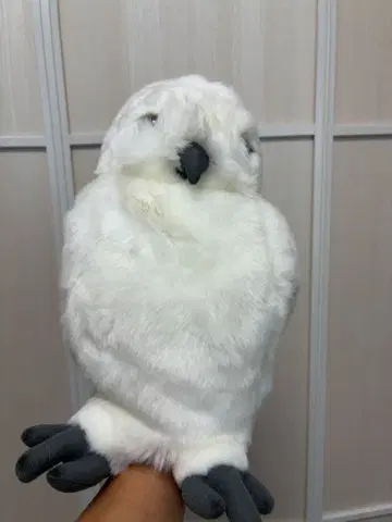 퍼펫 올빼미 디자인