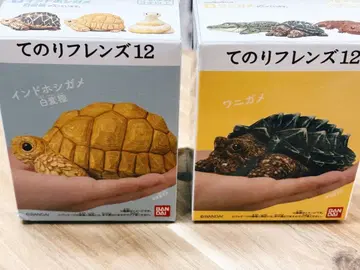 테노리 프렌즈 12 인도 별거북 화이트 변종 큰거북