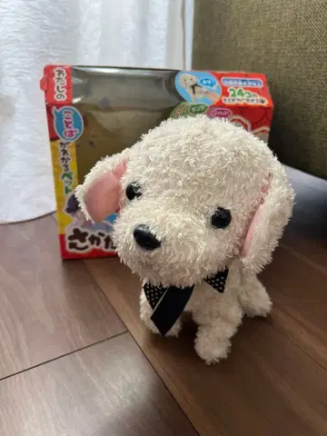 24가지 특별한 재주를 가진 똑똑한 강아지 코코