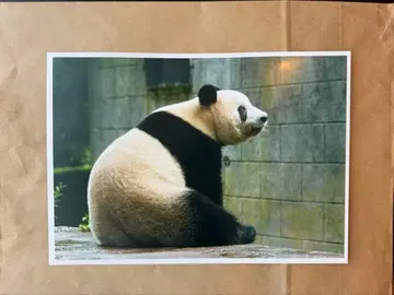 [ 대팬더전 한정판 ] 샹샹 A4 사이즈 포스터