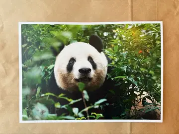 [ 대팬더전 한정판 ] 샹샹 포스터 A4 사이즈