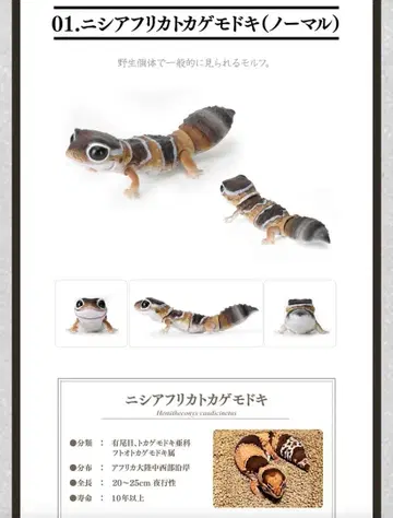 생물대도감 쁘띠 니시아프리카모키 노멀