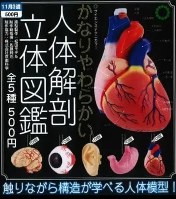 STC 아주 부드러운 인체 해부 입체 도감 전 5종 풀컴프