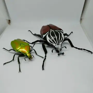 골리앗대뿔꽃무지 카나분 생물대도감 투구벌레 장수풍뎅이