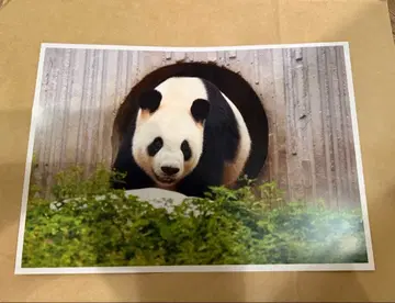 [대팬더전 한정판] 리 포스터 A4 사이즈