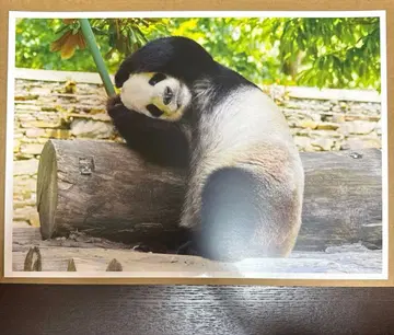 대팬더전 블라인드 핑업 포스터 리리