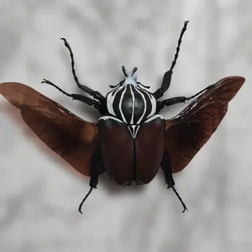 생물대도감 투구벌레 03 곤충 생물 골리아투스장수풍뎅이