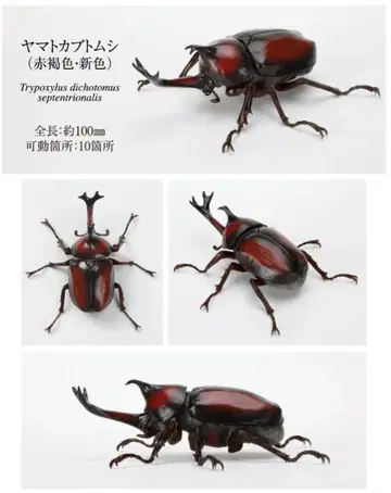 야마토 장수풍뎅이 적갈색 생물대도감