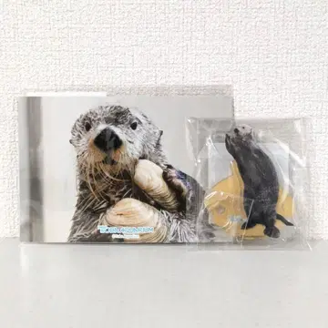 [캡슐 복권] 랏코의 메이짱 복권 리턴즈! 반짝 위험해!