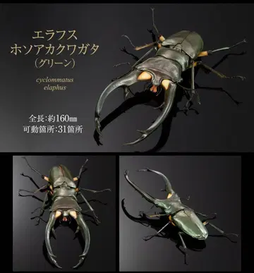 생물대도감 어드밴스 사슴벌레 02 엘레프스호소아카사슴벌레 그린