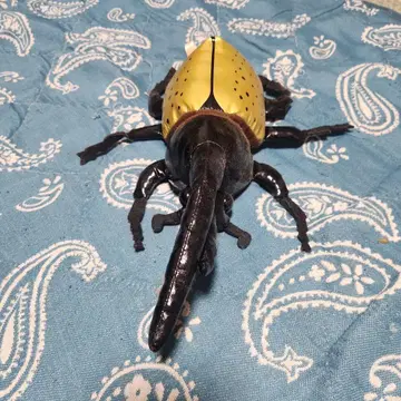 리얼 곤충 피규어 블랙과 옐로우 컬러