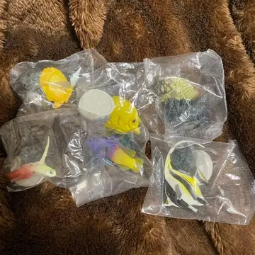 원색 해수어 도감 세트 판매