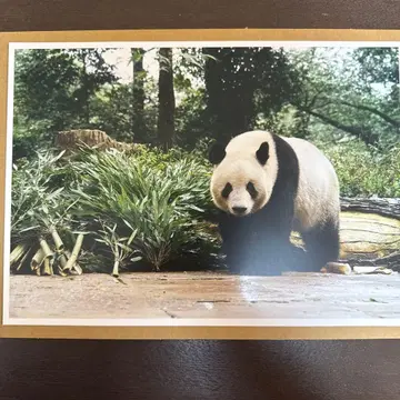 대팬더전 블라인드 핀업 포스터 샹샹