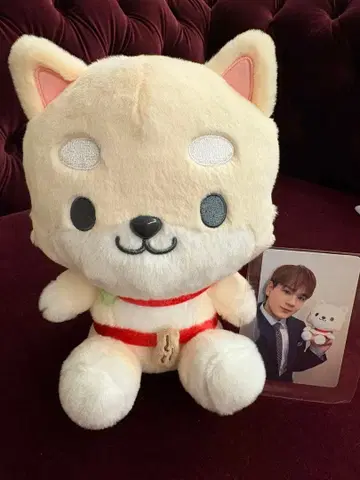 제오참 마메치 예약 판매