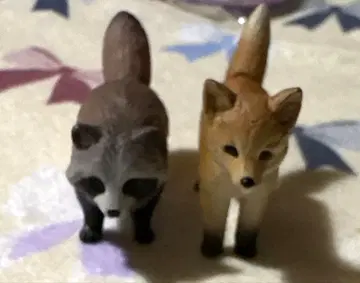 아니아 너구리 여우