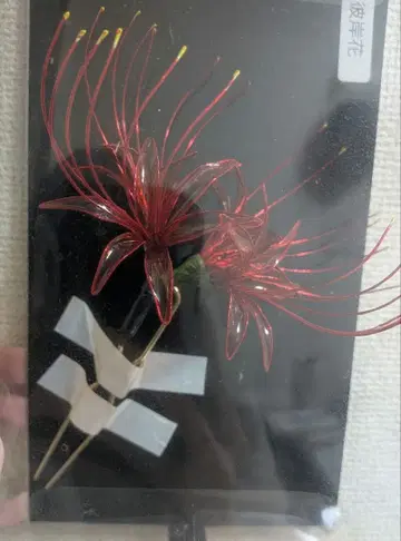 피안화 만주사화 헤어콤