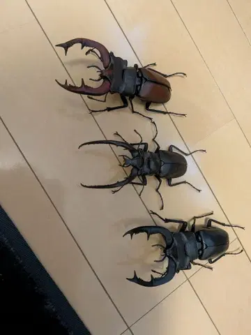 생물대도감 세트 판매