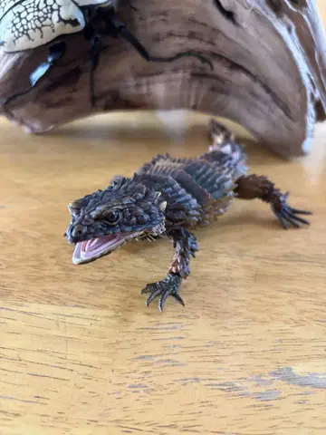 생물대도감 어드밴스 아르마딜로 도마뱀 (모자이크 개조)