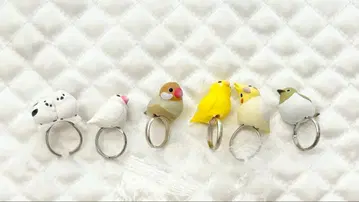 코토리 구 조류 가챠