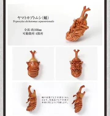 미개봉 생물대도감 장수풍뎅이 번데기 온라인판 야마토장수풍뎅이