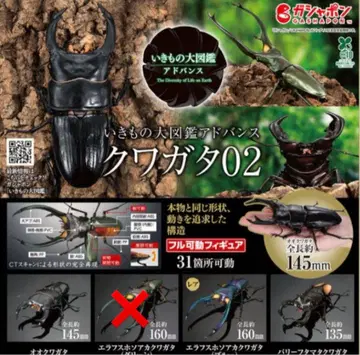 생물 도감 어드밴스 장수풍뎅이02 3종 3세트