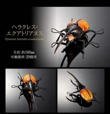 생물대도감 어드밴스 헤라클레스 에콰토리아누스 온라인판