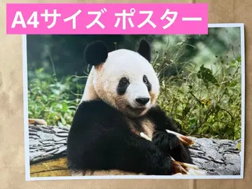 [대팬더전 한정판] 샹샹 포스터 A4 사이즈