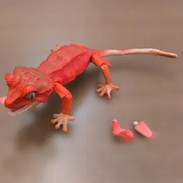 생물대도감 어드밴스 크레스티드 게코