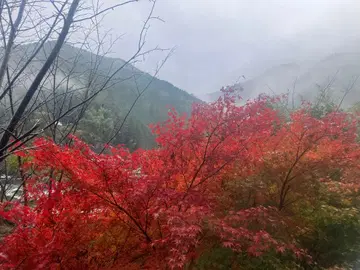 칼피스님 T셔츠