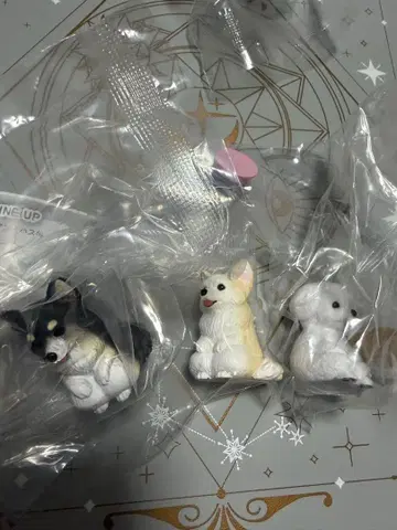 기다려 강아지 3 치와와 블랙탄 크림 비숑 프리제