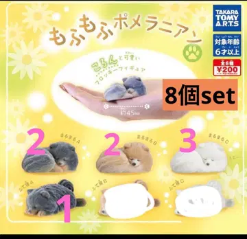 복슬복슬 포메라니안 8개