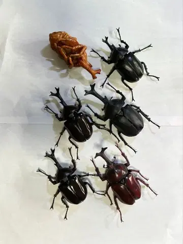 생물대도감 장수풍뎅이 번데기 세트