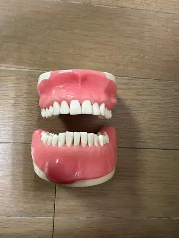 치과 NISSIN 구강외과 턱 모형 발치