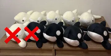 장미가 가능한 나고야항 수족관 범고래 복권 3등