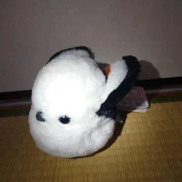 시마연가 마네코 파타파타 한정판