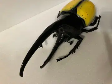 헤라클레스 장수풍뎅이 BIG 피규어