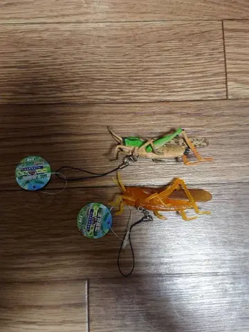 생물 도감 KID'S 키즈 왕거저리? 2종