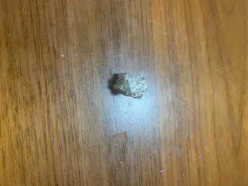 심플한 실버 귀걸이