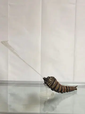 S.H.MonsterArts 모스라 유충 몬스터아츠 고질라