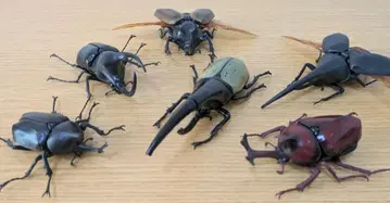 생물대도감 딱정벌레 6체 세트 헤라클레스 오각뿔 모렌카프