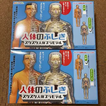 시스루 인체 프라모델