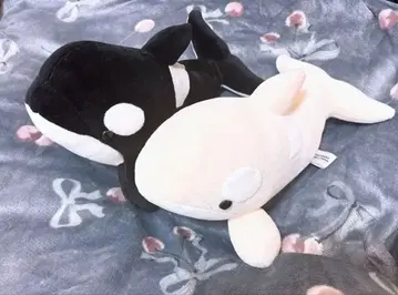 나고야항 수족관 한정판 범고래 복권 블랙, 알비노